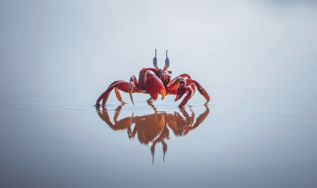 Crab Mentality: Fenomena Tarik Menarik yang Menghambat Kesuksesan Orang Lain